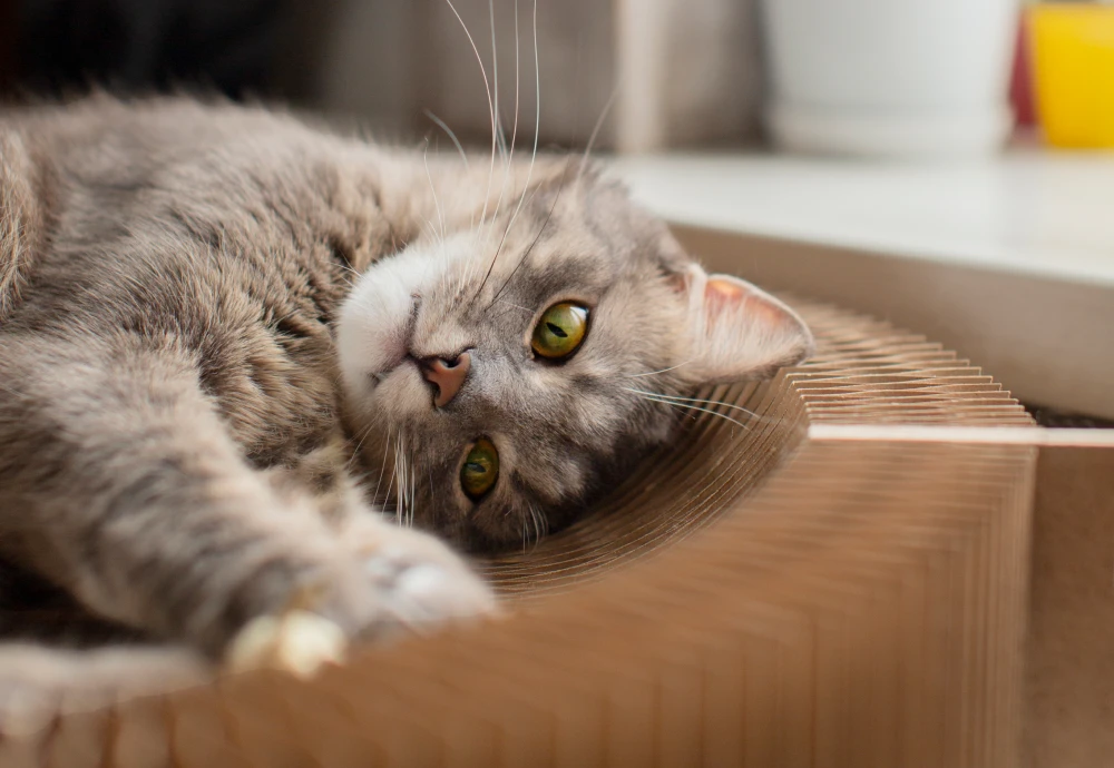 camera to watch pets while away